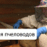 В Тульской области создан бот-помощник для пчеловодов - ГТРК