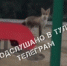 На детской площадке в тульском поселке Иншинский бегала лиса - ИА Тульская служба новостей