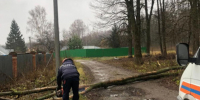 В Туле штормовой ветер повалил 18 деревьев - ИА Тульская служба новостей