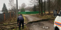 Администрация Тулы: штормовой ветер повалил 18 деревьев - Myslo.Ru