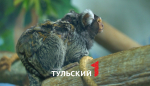 Подписчики "Первого Тульского" придумали клички для новорожденных игрунок