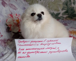 «Прекратите издеваться»: зоозащитники запустили флешмоб против условий содержания собак в Туле