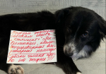 «Прекратите издеваться»: зоозащитники запустили флешмоб против условий содержания собак в Туле