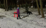 За время прогулки в Центральном парке тулячка насчитала 20 собачников в неположенном месте