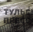 В Туле по улицам бегали две лисы. Видео - ИА Тульская пресса.Ru