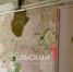 "Вонь жуткая": в тульском Центре образования №33 протекла крыша - ТК Первый Тульский