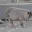 На АЗС вблизи тульской деревни Барсуки был замечен бесхозный поросенок - ИА Тульская служба новостей