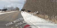 На дороге в Дубенском районе заметили семейство лосей - ИА Тульская служба новостей