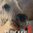 В музее-заповеднике "Куликово Поле" выбрали имя для жеребенка - ТК Первый Тульский