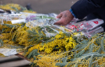 На 8 марта в 2025 году не будет длинных выходных