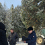 Прокуратура проверит вырубку туй в историко-мемориальном музейном комплексе «Бобрики» - ГТРК