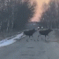В Суворовском районе замечены переходящие дорогу лоси. Видео - ИА Тульская пресса.Ru