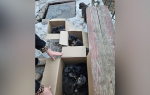В Туле женщина выбросила на улицу коробку с девятью щенками