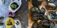 В Киреевске задержали местного жителя, который нашел марихуану во время рыбалки - Myslo.Ru