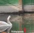 В Туле спасли раненого браконьерами лебедя - ТК Первый Тульский