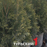 Как аномально теплая зима повлияла на ценник туи - ТК Первый Тульский