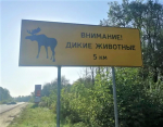 Названо количество ДТП с участием диких животных по итогам 2024 года