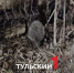 В Тульской области проснулись ежи - ТК Первый Тульский