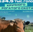 Сколько коров насчитывается в хозяйствах тульских сельхозпроизводителей - ТК Первый Тульский