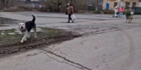 Бродячие собаки оккупировали центр поселка Ломинцевский в Щекинском районе - ИА Тульская служба новостей