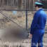 Бродячие собаки загрызли животных на ферме под Богородицком - Молодой коммунар