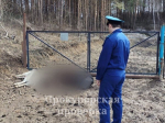 Бродячие собаки загрызли животных на ферме под Богородицком