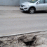В центре Тулы провалилась обочина - Молодой коммунар