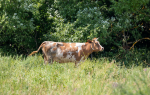 В Россельхознадзоре напомнили об опасности бруцеллеза для животных и человека