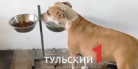 Вторую собаку, попавшую в яму с битумом под Киреевском, нашли живой - ТК Первый Тульский