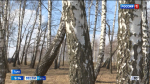 Эксперт рассказала, какую опасность в себе таит березовый сок