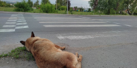 В Богородицке администрация заплатит компенсацию за нападение собаки на ребенка - ИА Тульская служба новостей