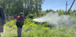 В Белеве начали борьбу с борщевиком