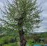 IMG-20250601-WA0009.jpg - Молодой коммунар