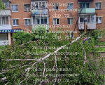 В Щекино упавшее дерево перегородило дорогу