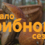 Волонтёры рассказали тулякам, как не потеряться на «тихой охоте» - Myslo.Ru