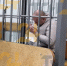Предприниматель, застреливший директора тульского колледжа и его адвоката, является инвалидом по зрению - ИА Тульская служба новостей