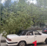 В Туле на проезжую часть по улице Волкова упало дерево - ТК Первый Тульский