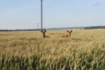 В Богородицком районе госохотинспектор помог лосятам найти их маму