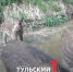 На границе Тульской области заметили ораву кабанят - ТК Первый Тульский