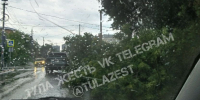 В Туле на улице Староникитской от сильного ветра упало дерево - ТК Первый Тульский