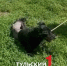 Умирающего от голода пса Ричарда взяли на передержку в Туле - ТК Первый Тульский