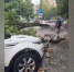 Рухнувшее дерево повредило несколько машин на проезде Тимирязева в Туле - ИА Тульская служба новостей
