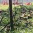 В Рогожинском парке рухнул клен: тульские коммунальщики распилили дерево - ИА Тульская пресса.Ru