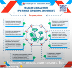 На борьбу с борщевиком объявлена общая мобилизация