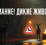 Сотрудники управления Госавтоинспекции по Тульской области совместно с представителями департамента охотничьего хозяйства провели акцию «Осторожно, дикие животные!» - ГИБДД