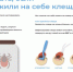 Где туляков чаще всего кусают клещи - ИА Тульская пресса.Ru