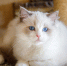 Психолог рассказал, почему люди издеваются над животными - ИА Тульская служба новостей