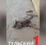 Мейн-куну Майку нужна помощь неравнодушных туляков - ТК Первый Тульский