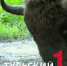 На границе Тульской области заметили крупного зубра - ТК Первый Тульский