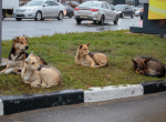 Штраф за гуманность